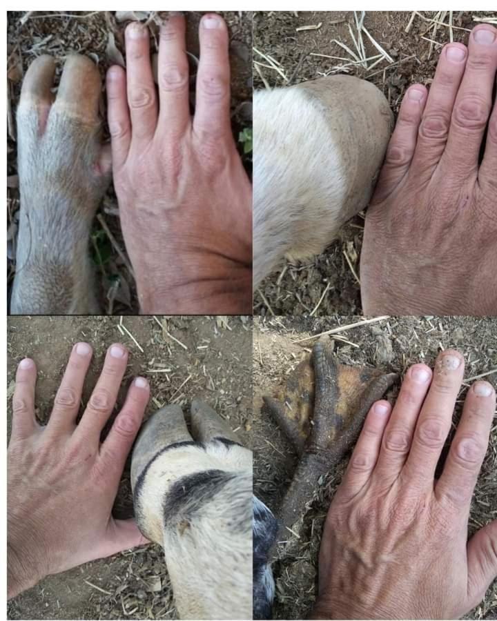 Hostel Santuario De Protecao Animal Filhos De Salomao Bragança Paulista Esterno foto